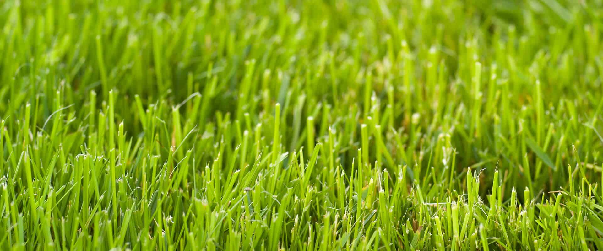 lawn care service in spring hills FL